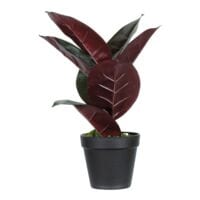 meet Kunstpflanze »Gummibaum« 36 cm