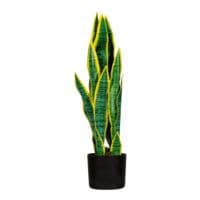 meet Kunstpflanze »Sansevieria« 65 cm