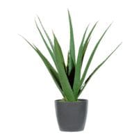 meet Kunstpflanze »Aloe Vera« 45 cm